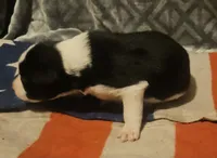 Jay, a male Border Collie for sale in Cape Girardeau, MO – 1 of 10