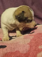 Diane, a female Chihuahua for sale in Cape Girardeau, MO – 10 of 10