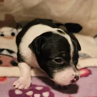 Harley (T-Cup, Call-Text), a female Chihuahua for sale in Cape Girardeau, MO – Photo 2 of 10