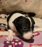 Harley (Smallest, Call-Text), a female Chihuahua for sale in Cape Girardeau, MO – Photo 1 of 10