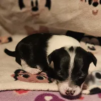 Harley (T-Cup, Call-Text), a female Chihuahua for sale in Cape Girardeau, MO – Photo 5 of 10