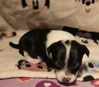 Harley (Smallest, Call-Text), a female Chihuahua for sale in Cape Girardeau, MO – Photo 5 of 10