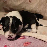 Harley (T-Cup, Call-Text), a female Chihuahua for sale in Cape Girardeau, MO – Photo 10 of 10