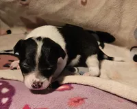 Harley (Smallest, Call-Text), a female Chihuahua for sale in Cape Girardeau, MO – Photo 10 of 10