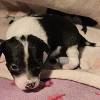 Harley (T-Cup, Call-Text), a female Chihuahua for sale in Cape Girardeau, MO – Photo 8 of 10