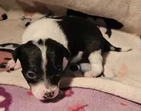 Harley (Smallest, Call-Text), a female Chihuahua for sale in Cape Girardeau, MO – Photo 8 of 10