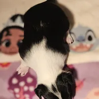 Harley (T-Cup, Call-Text), a female Chihuahua for sale in Cape Girardeau, MO – Photo 3 of 10