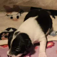 Harley (T-Cup, Call-Text), a female Chihuahua for sale in Cape Girardeau, MO – Photo 4 of 10