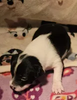 Harley (Smallest, Call-Text), a female Chihuahua for sale in Cape Girardeau, MO – Photo 4 of 10