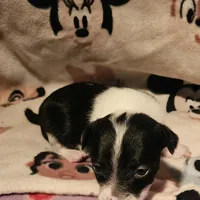 Harley (T-Cup, Call-Text), a female Chihuahua for sale in Cape Girardeau, MO – Photo 6 of 10