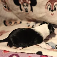 Harley (T-Cup, Call-Text), a female Chihuahua for sale in Cape Girardeau, MO – Photo 7 of 10