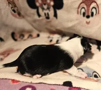 Harley (Smallest, Call-Text), a female Chihuahua for sale in Cape Girardeau, MO – Photo 7 of 10