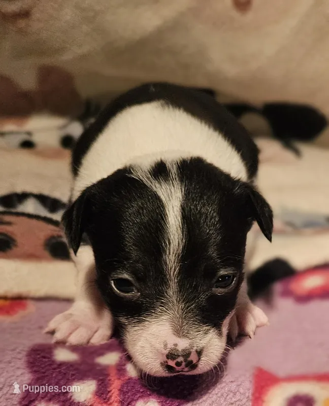 Harley (T-Cup, Call-Text) – Chihuahua puppy for sale in Cape Girardeau, MO