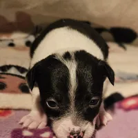 Harley (T-Cup, Call-Text), a female Chihuahua for sale in Cape Girardeau, MO – Photo 1 of 10