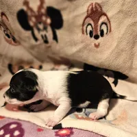 Harley (T-Cup, Call-Text), a female Chihuahua for sale in Cape Girardeau, MO – Photo 9 of 10