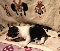 Harley (Smallest, Call-Text), a female Chihuahua for sale in Cape Girardeau, MO – Photo 9 of 10
