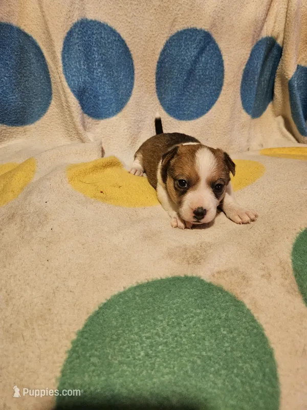 Frari (T-Cup, Call-Text) – Chihuahua puppy for sale in Cape Girardeau, MO