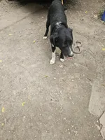 Ice, a male Border Collie for sale in Cape Girardeau, MO – 3 of 5