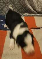 Franney, a female Border Collie for sale in Cape Girardeau, MO – 5 of 10