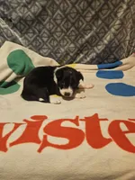 Misty (T-Cup), a female Chihuahua for sale in Cape Girardeau, MO – 7 of 10