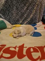 Emily "EE Red", a female Border Collie for sale in Cape Girardeau, MO – 4 of 10