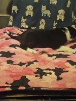 Misty (T-Cup Size), a female Chihuahua for sale in Cape Girardeau, MO – 9 of 10