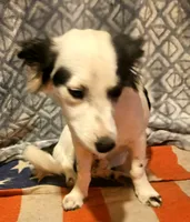 Elmo (Trained), a male Chihuahua for sale in Cape Girardeau, MO – 5 of 10