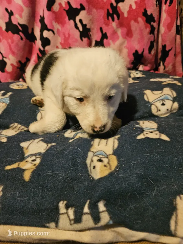 Inman (Blue Eyes!) – Border Collie puppy for sale in Cape Girardeau, MO