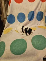Emma (T-Cup, Call-Text), a female Chihuahua for sale in Cape Girardeau, MO – 9 of 10