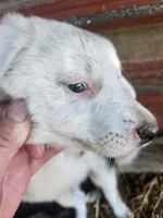 Inman (Blueish Eyes!), a male Border Collie for sale in Cape Girardeau, MO – 1 of 10