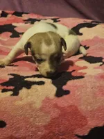 Diane, a female Chihuahua for sale in Cape Girardeau, MO – 9 of 10