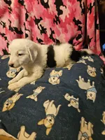 Inman (Blueish Eyes!), a male Border Collie for sale in Cape Girardeau, MO – 2 of 10