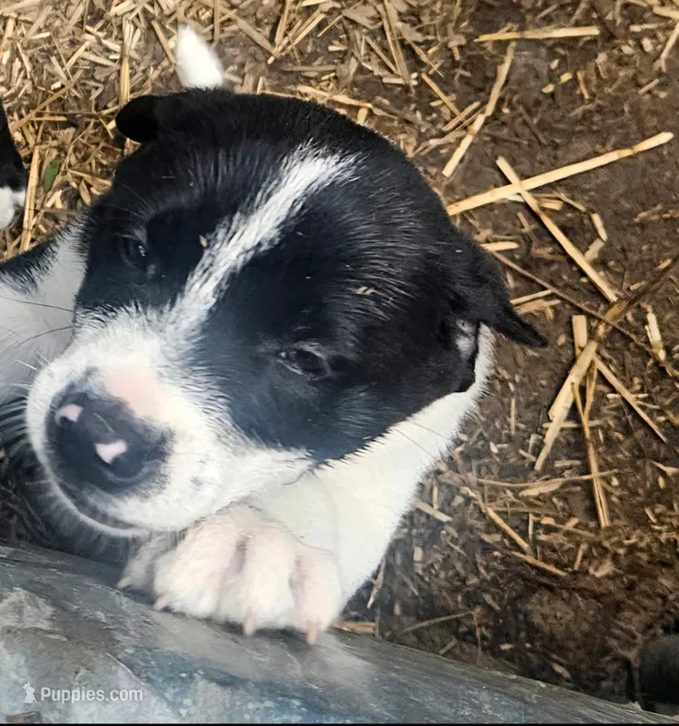 Bo (Call-Text) – Border Collie puppy for sale in Cape Girardeau, MO