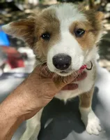 Suzy (Blue Eyes), a female Border Collie for sale in Cape Girardeau, MO – 3 of 5