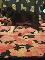 Misty (T-Cup Size), a female Chihuahua for sale in Cape Girardeau, MO – 4 of 10