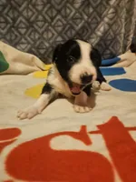 Noddy (T-Cup), a male Chihuahua for sale in Cape Girardeau, MO – 2 of 9