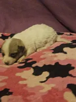 Charlie, a male Chihuahua for sale in Cape Girardeau, MO – 3 of 10