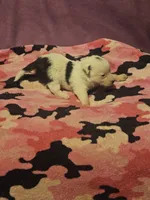 Billie (Call-Text), a male Chihuahua for sale in Cape Girardeau, MO – 10 of 10