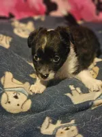 Buttet "T-Cup", a female Chihuahua for sale in Cape Girardeau, MO – 8 of 10