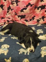 GiGi (Call-Text), a female Border Collie for sale in Cape Girardeau, MO – 7 of 10