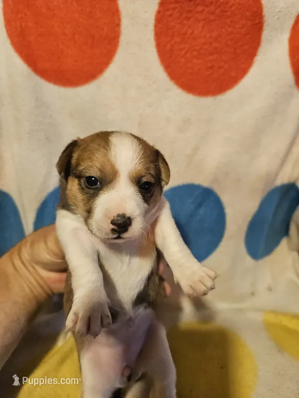 Frari (T-Cup, Call-Text) – Chihuahua puppy for sale in Cape Girardeau, MO