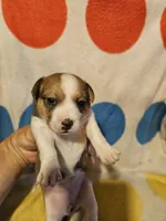Frari (T-Cup, Call-Text), a female Chihuahua for sale in Cape Girardeau, MO – 3 of 10