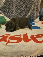 Filly "Lilac:, a female Border Collie for sale in Cape Girardeau, MO – 5 of 10