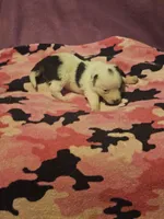 Billie (Call-Text), a male Chihuahua for sale in Cape Girardeau, MO – 8 of 10