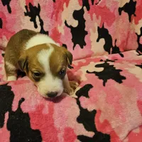 Uelle (Runt, Call-Text), a female Border Collie for sale in Cape Girardeau, MO – Photo 9 of 10