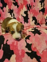 Uelle (Call-Text), a female Border Collie for sale in Cape Girardeau, MO – Photo 10 of 10