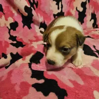 Uelle (Runt, Call-Text), a female Border Collie for sale in Cape Girardeau, MO – Photo 4 of 10