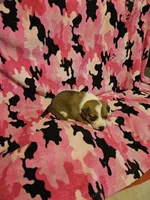 Uelle (Runt, Call-Text), a female Border Collie for sale in Cape Girardeau, MO – Photo 7 of 10