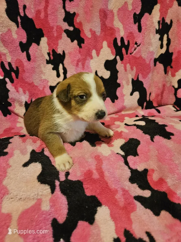 Uelle (Runt, Call-Text) – Border Collie puppy for sale in Cape Girardeau, MO