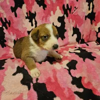 Uelle (Runt, Call-Text), a female Border Collie for sale in Cape Girardeau, MO – Photo 1 of 10